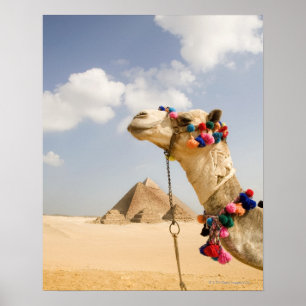 Camel with Pyramids Giza, Egypt Poster
