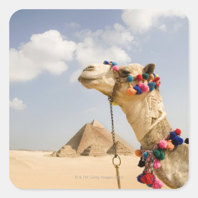 Camel with Pyramids Giza, Egypt Square Sticker (Front)