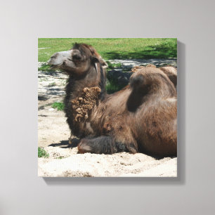 Camel Wrapped Canvas