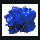 Camelia Pop Blue Poster<br><div class="desc">Colourful camelia pop art.</div>