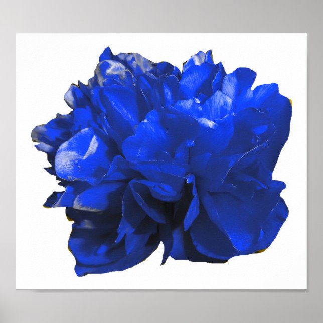 Camelia Pop Blue Poster (Front)