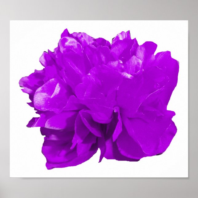 Camelia Pop Purple Poster (Front)