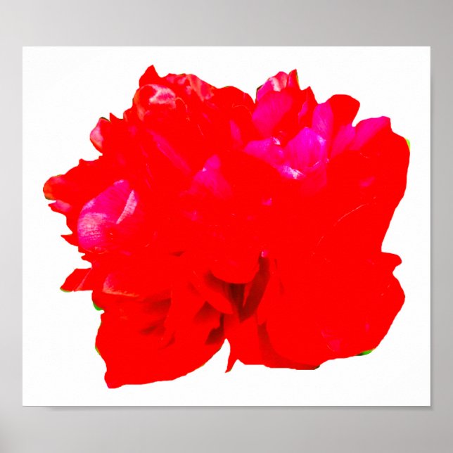 Camelia Pop Red Poster (Front)
