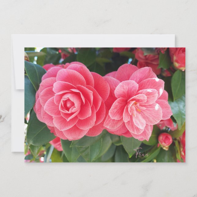 camelias holiday card (Front)