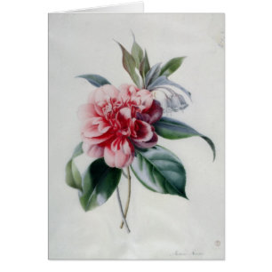 Camellia