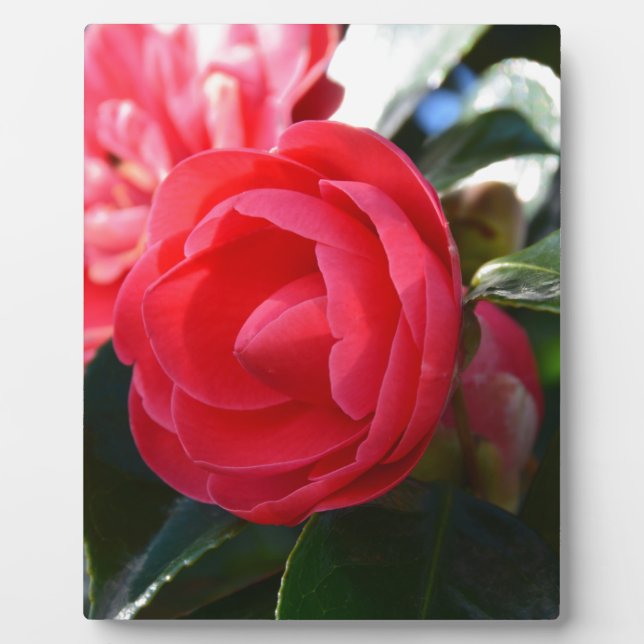 Camellia Blossom Plaque (Front)