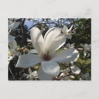 Camellia Blosson Postcard