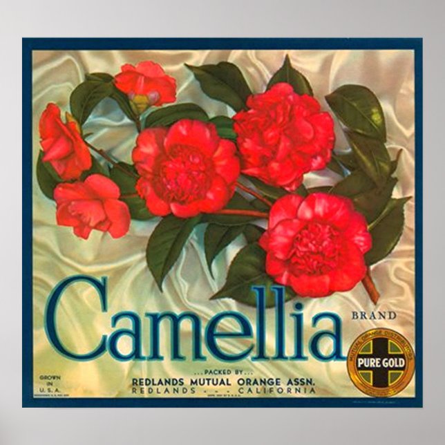 Camellia Brand Oranges Crate Label Poster (Front)