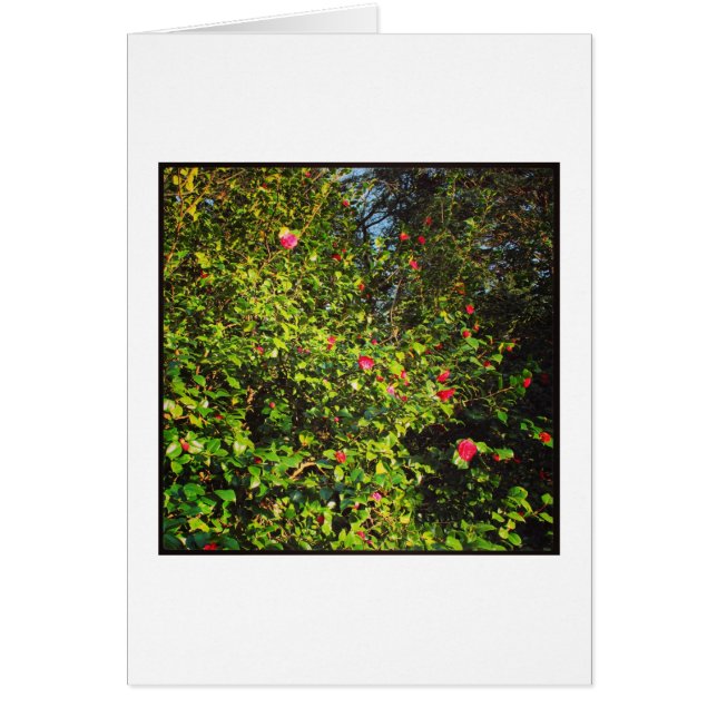 Camellia Bush 02. (Front)