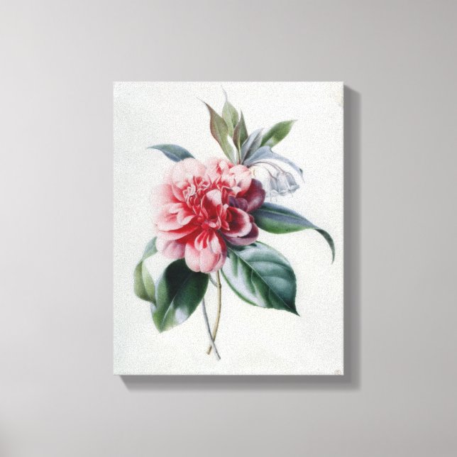 Camellia Canvas Print (Front)