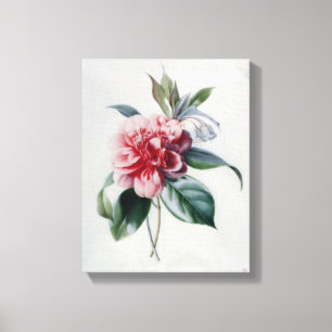 Camellia Canvas Print