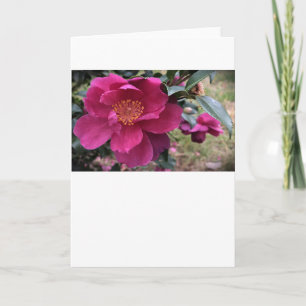 Camellia, Card