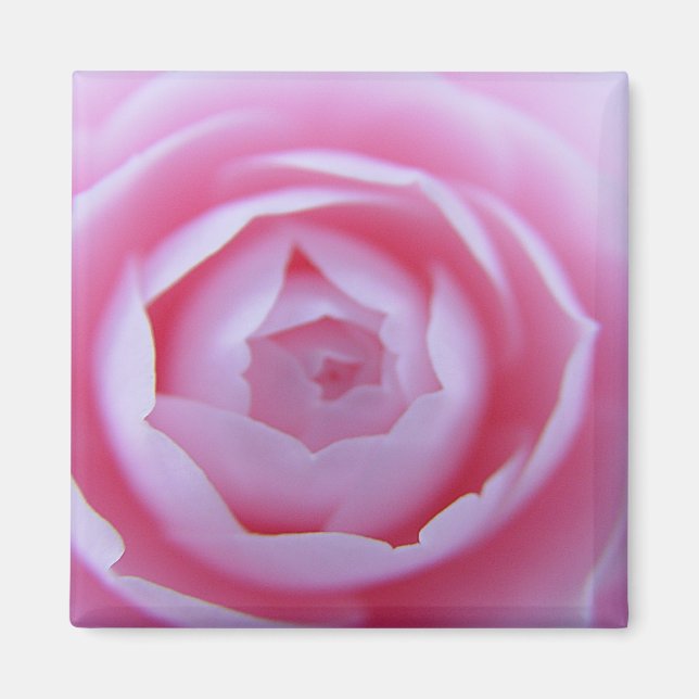 Camellia Closeup Magnet (Front)