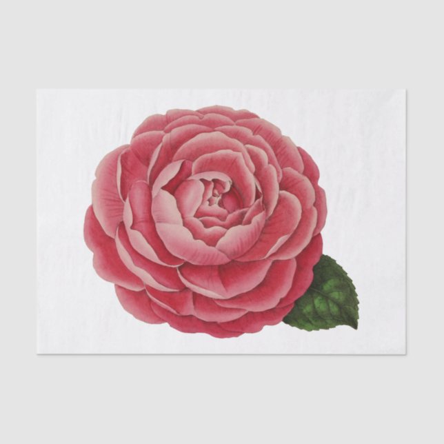 Camellia Flower Floral Tissue Paper #1 (Front)
