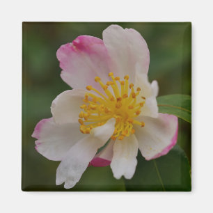 Camellia Flower Magnet