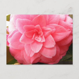 Camellia flower postcard