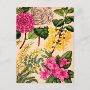 camellia, forsythia, rhododendron and acacia postcard
