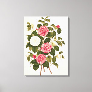 Camellia from "A Monograph on the Genus' Canvas Print