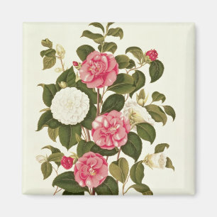 Camellia  from "A Monograph on the Genus' Magnet