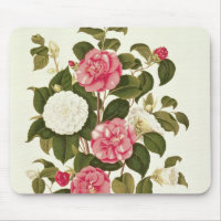 Camellia from "A Monograph on the Genus'