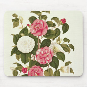 Camellia  from "A Monograph on the Genus' Mouse Mat