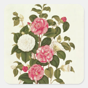 Camellia  from "A Monograph on the Genus' Square Sticker