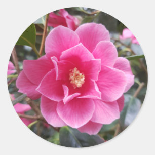 Camellia in the Park Classic Round Sticker