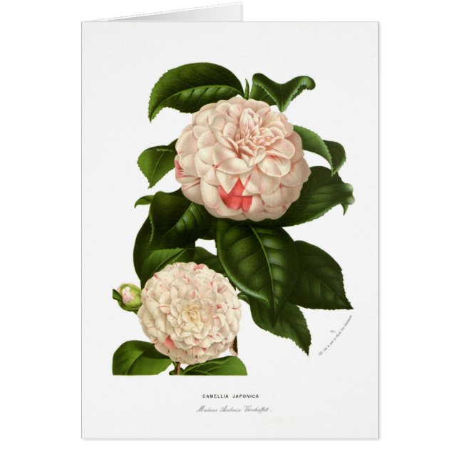 Camellia japonica (Front)