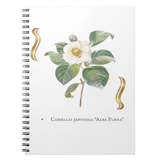 Camellia japonica 'Alba Plena'  Notebook (Front)