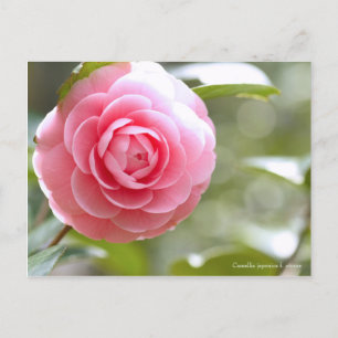 Camellia japonica f. otome [Postcard] Postcard