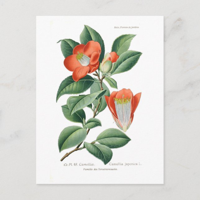 Camellia japonica postcard (Front)