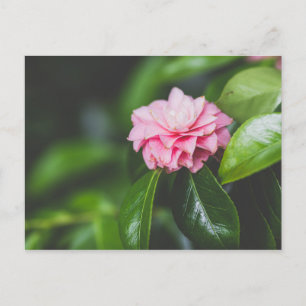 Camellia Japonica Postcard