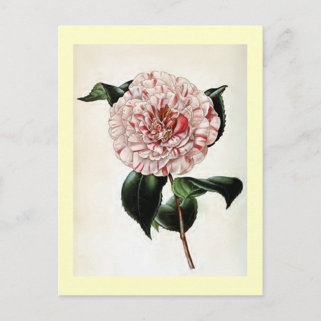"Camellia Japonica" Vintage Illustration Postcard (Front)