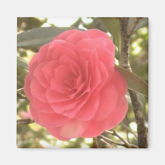 Camellia Magnet (Front)