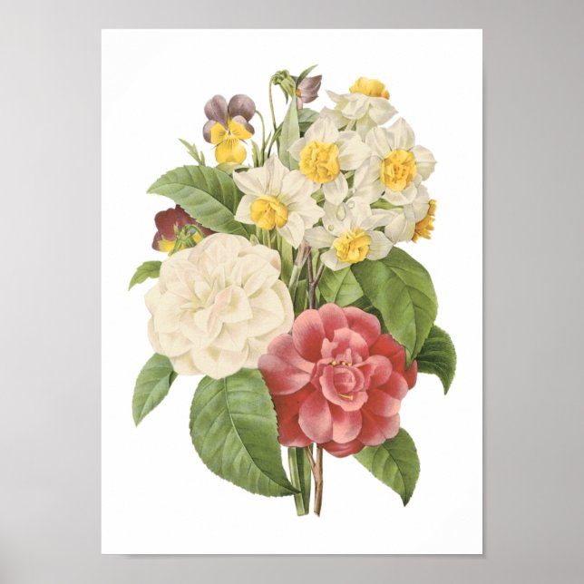 camellia, narcissus, pansy by Redouté Poster (Front)