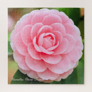 Camellia: Otome-Tsubaki [Square Jigsaw puzzle] Puzzle