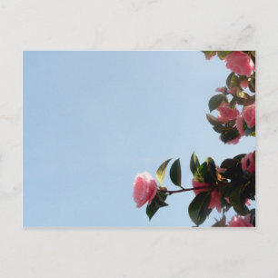 Camellia Pink Flower Blue Sky Postcard