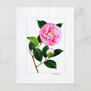Camellia Plate: Hanafuki Postcard
