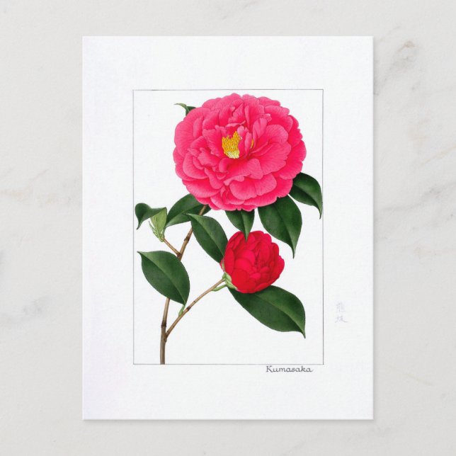 Camellia Plate: Kumasaka Postcard (Front)