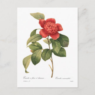 Camellia Postcard
