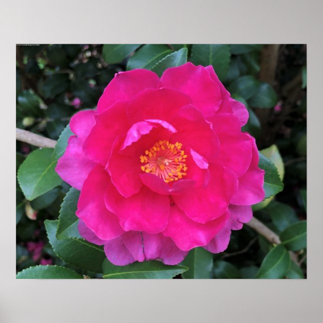 Camellia,  poster (Front)