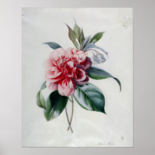 Camellia Poster