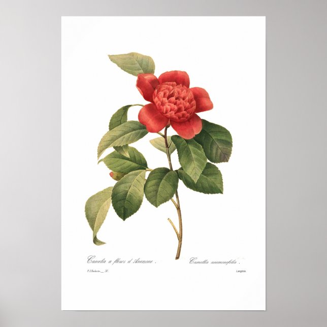 Camellia Poster (Front)