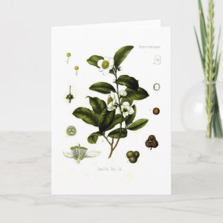 Camellia sinensis (tea) card