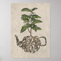 Camellia sinensis - tea plant