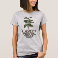 Camellia sinensis - tea plant