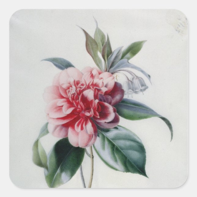 Camellia Square Sticker (Front)