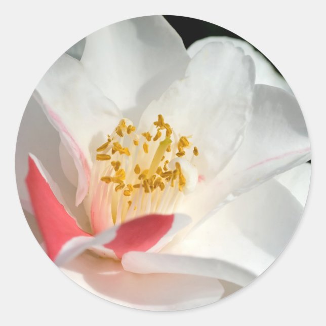 Camellia Stickers (Front)
