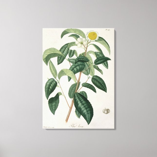 Camellia Thea from 'Phytographie Medicale' by Jose Canvas Print (Front)