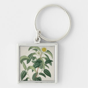 Camellia Thea from 'Phytographie Medicale' by Jose Key Ring